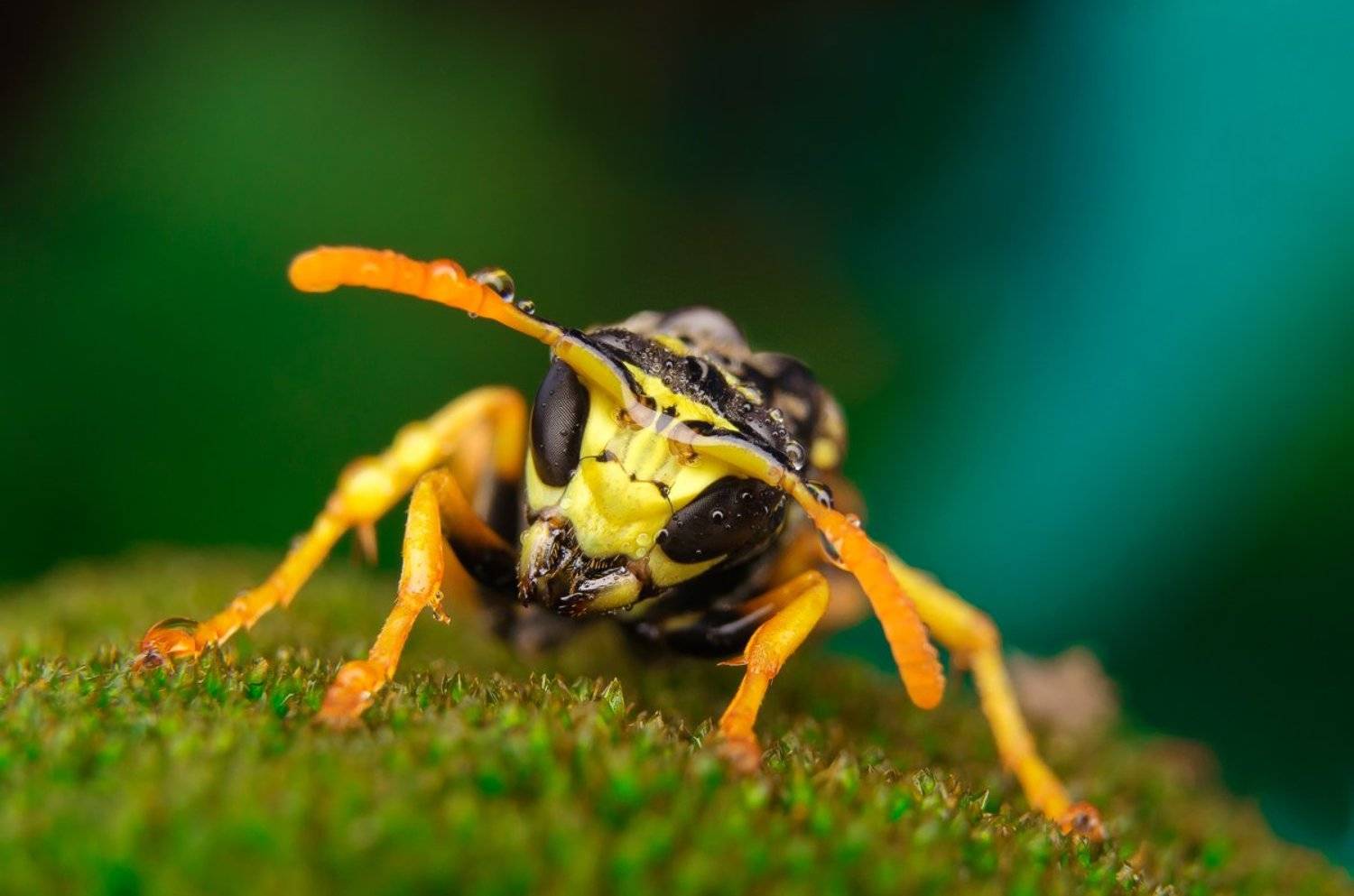 18-55, D5100, Капли, Лето, Макро, Макрокольца, Мох, Оса, Ренат Тугушев