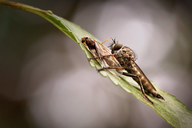 Robber Fly With Prey фото превью
