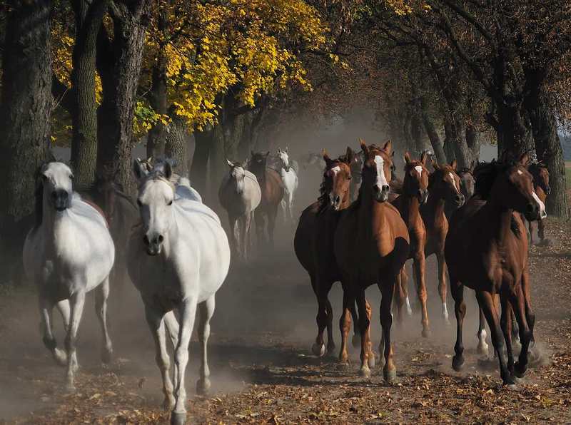 Cтадоphoto preview