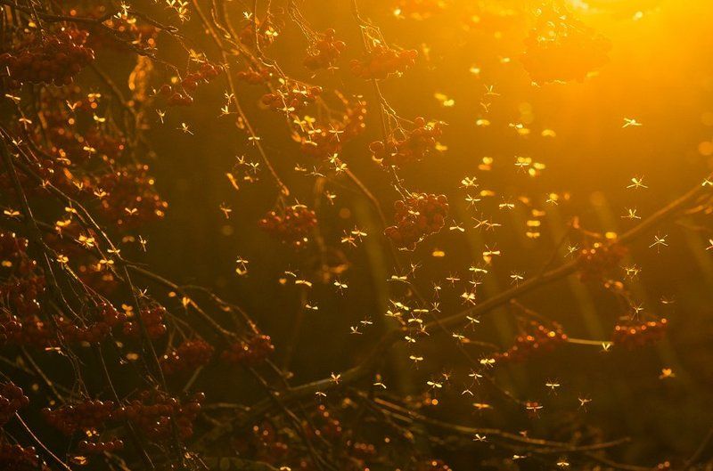 Комарикиphoto preview