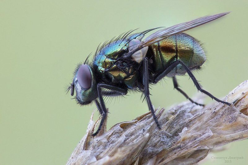 Зеленый мух..photo preview
