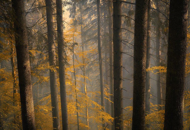 В осеннем лесуphoto preview