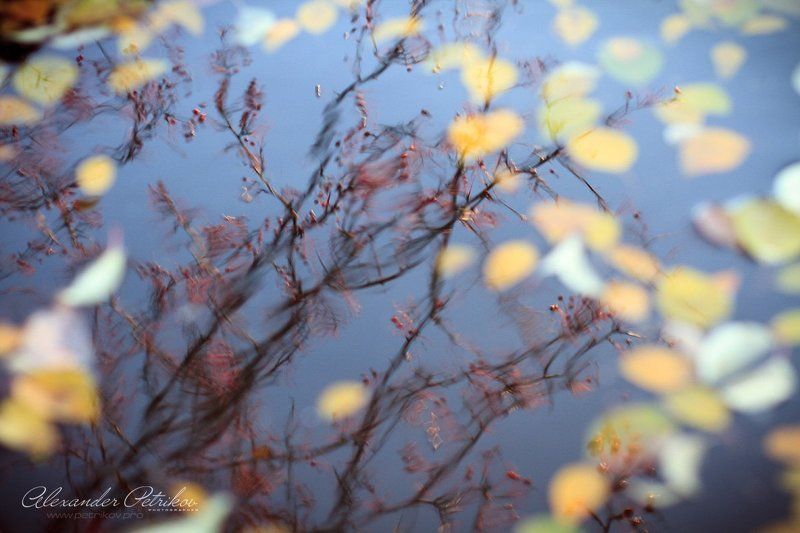 осень, листья, отражение, вода, небо, дерево Последнее отражение осени... фото превью