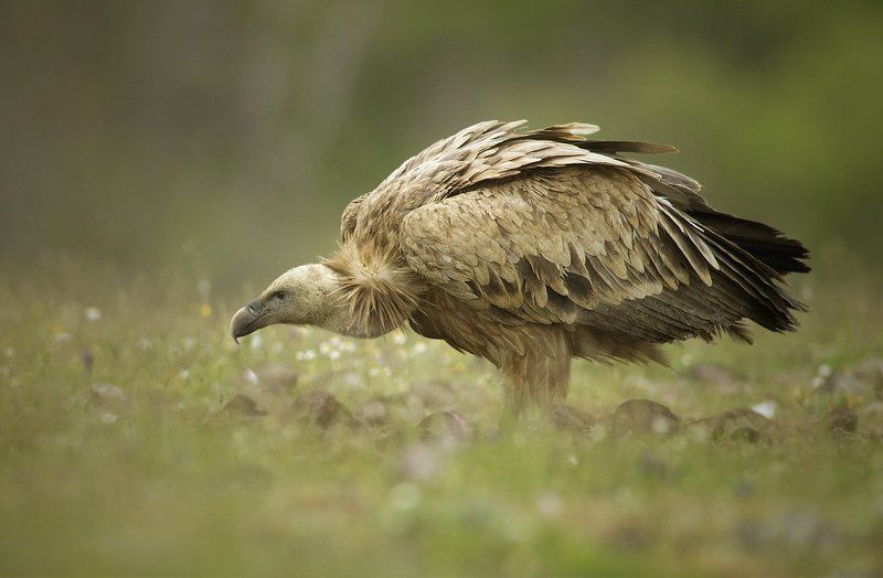 собирать цветыphoto preview