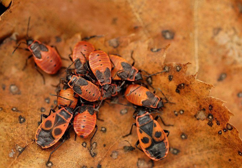 Клопы яркая семейкаphoto preview