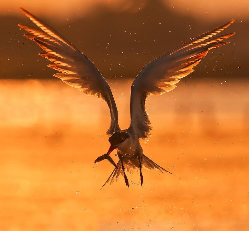 Fire wingsphoto preview