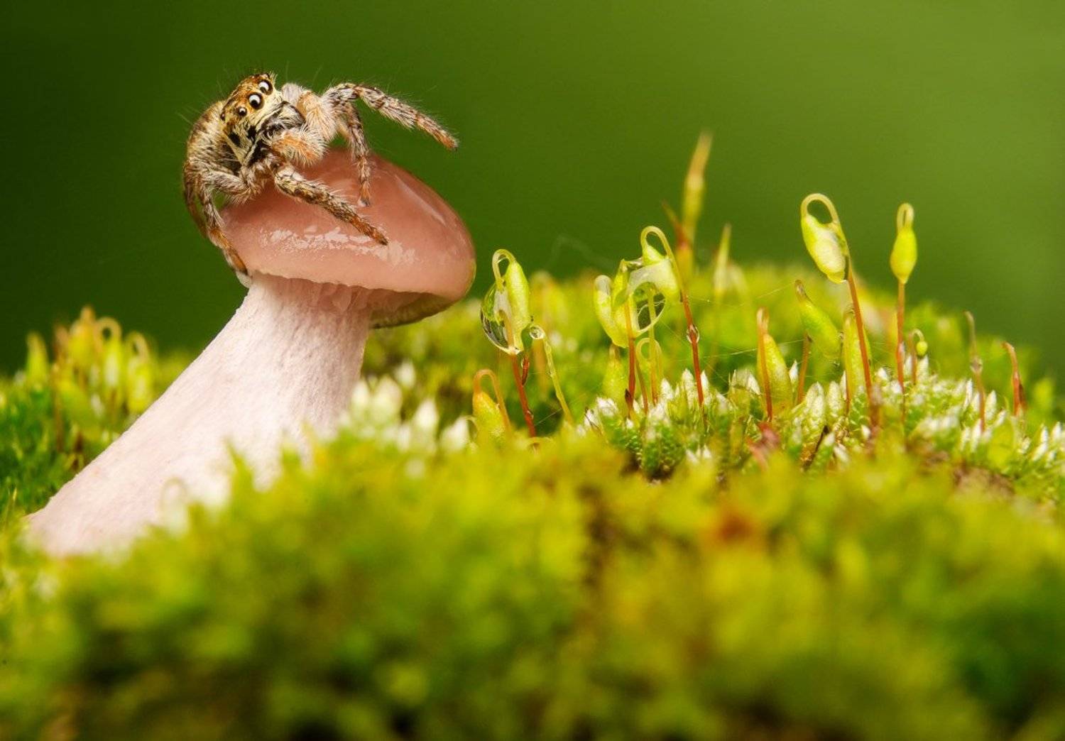 Грибок, Грибы, Зелень, Капли, Лес, Мох, Осень, Паук, Паутина, Роса, Скакун, Сфагнум, Ренат Тугушев