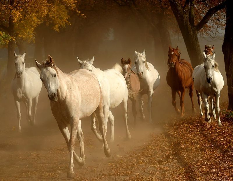 Лошадиphoto preview