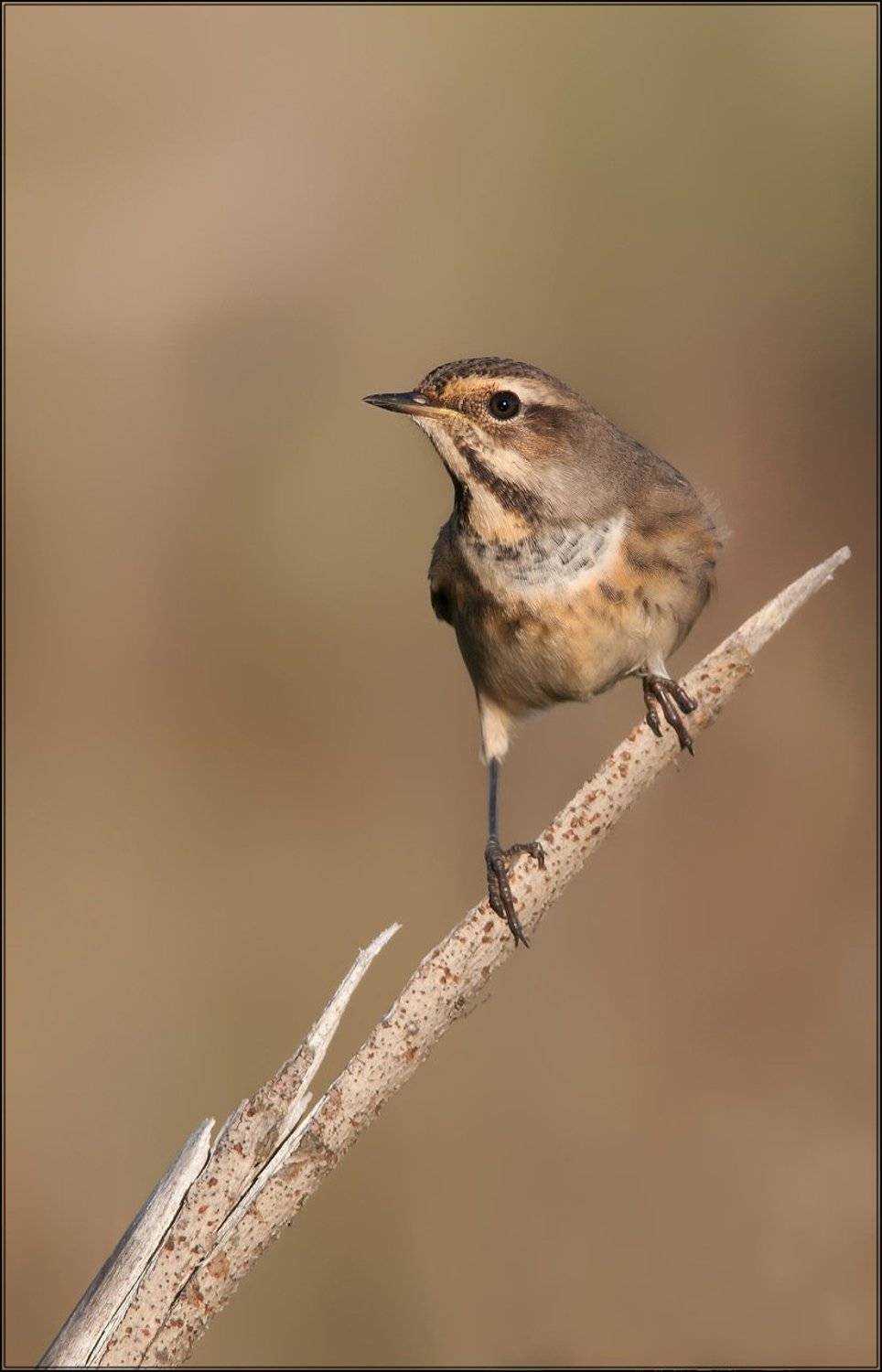 Молодая особа.. Автор: Сергей Сильченков , Сергей Сильченков