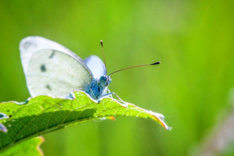 За листомphoto preview