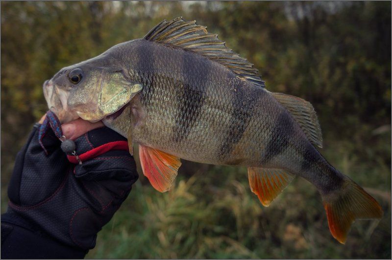 О осенне-рыбацком дне...photo preview