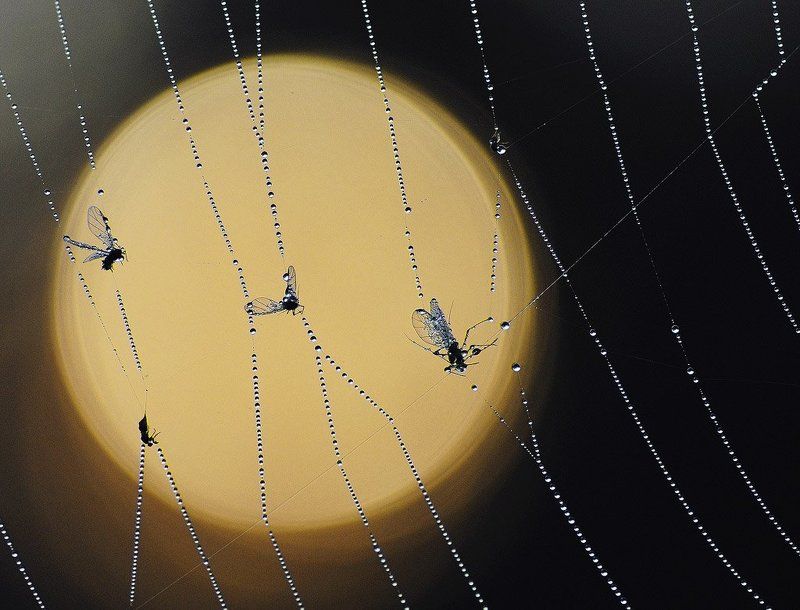 The Last Showphoto preview