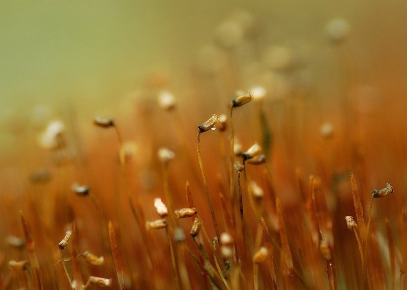 Из жизни растенийphoto preview