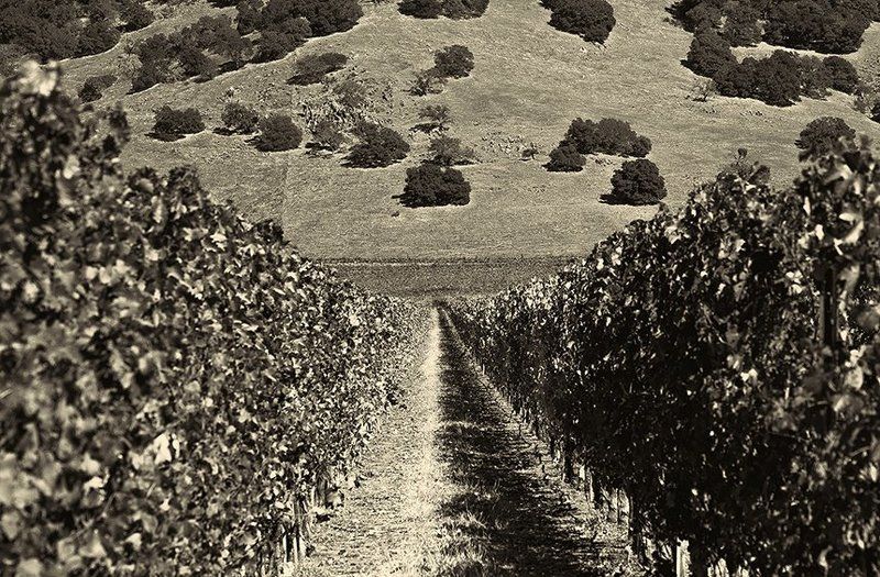 Виноградникphoto preview