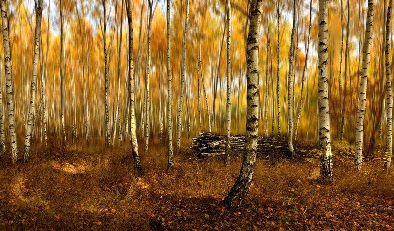 осень, лес, березы Березово-осеннее настроениеphoto preview