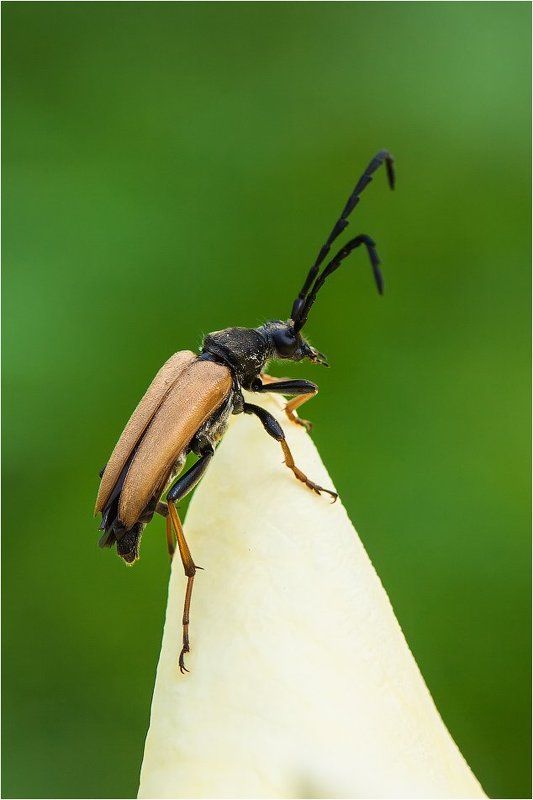 Усачикphoto preview