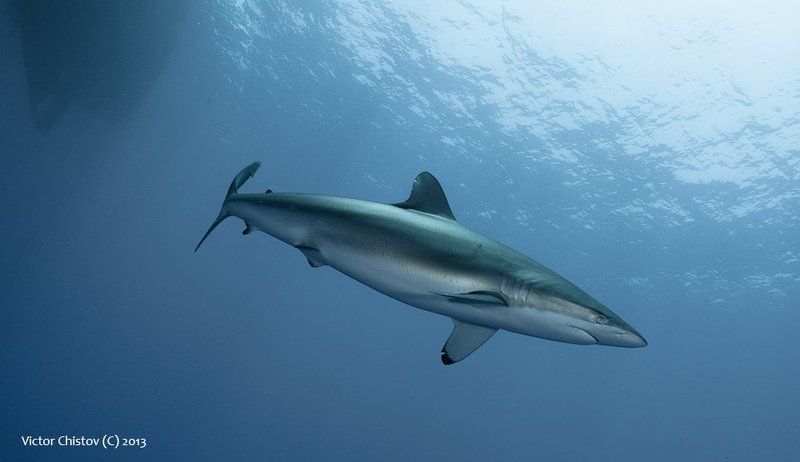 Silky 2 (Torpedo)photo preview