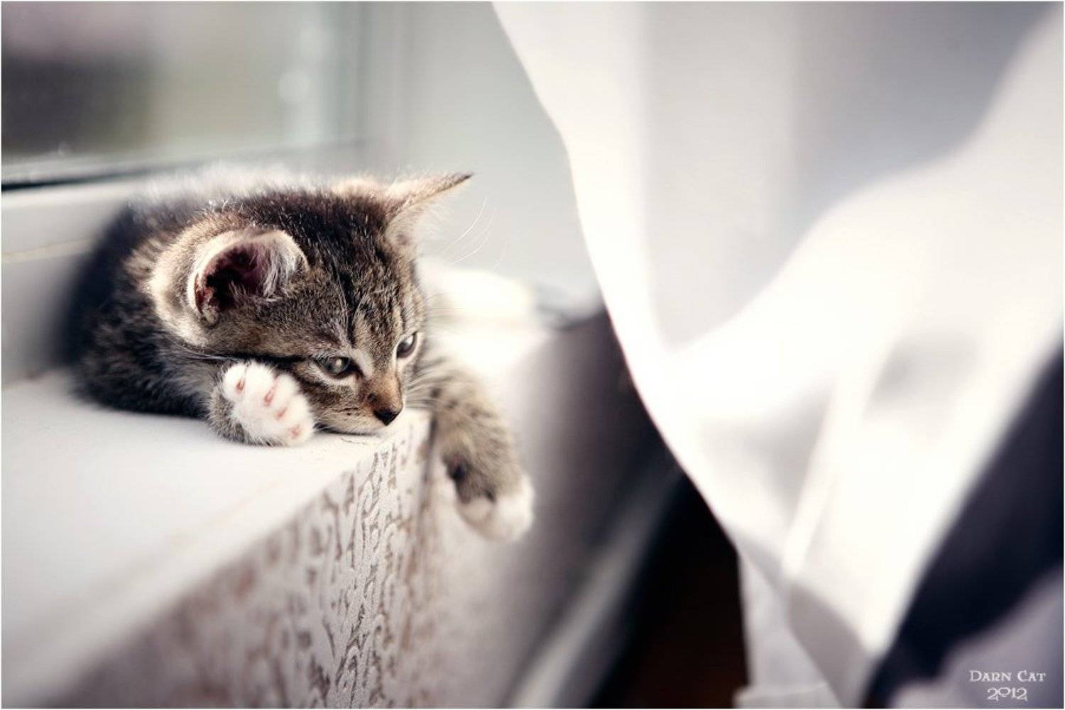 В одиночестве размышлений. Автор: Darn Cat , Darn Cat