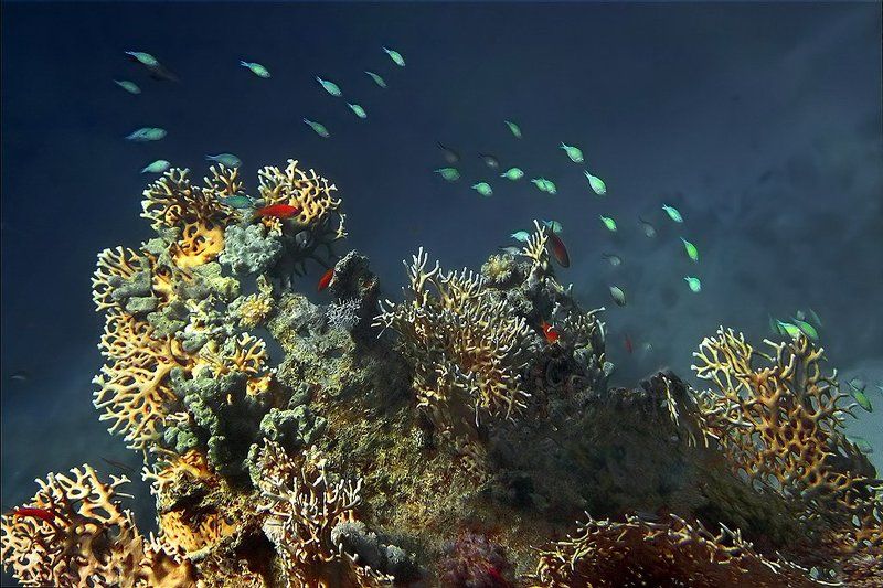 red, sea На рифеphoto preview