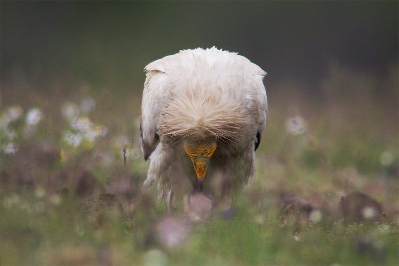 at your servicephoto preview