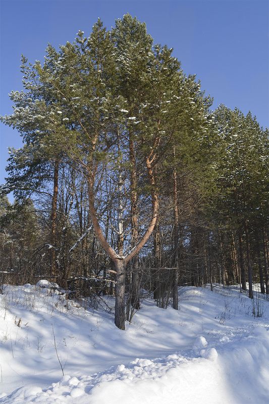 В онежском лесу.photo preview