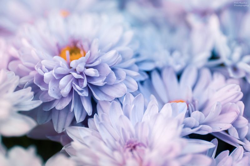 макро, природа, весна, осень, цветы, хризантема, эрика, боке, вереск, цветение, лепестки, macro, nature, spring, autumn, flowers, chrysanthemum, erica, bokeh, heather, bloom, petals Цветочная подборкаphoto preview