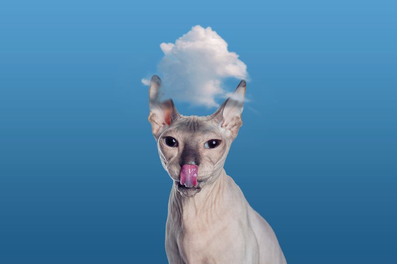 кот, облако, сфинкс Heaven. I\'m in Heaven.  фото превью