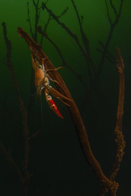 подводный лес, калининград, рак, подводный мир, холодные водоемы раки в лесу photo preview