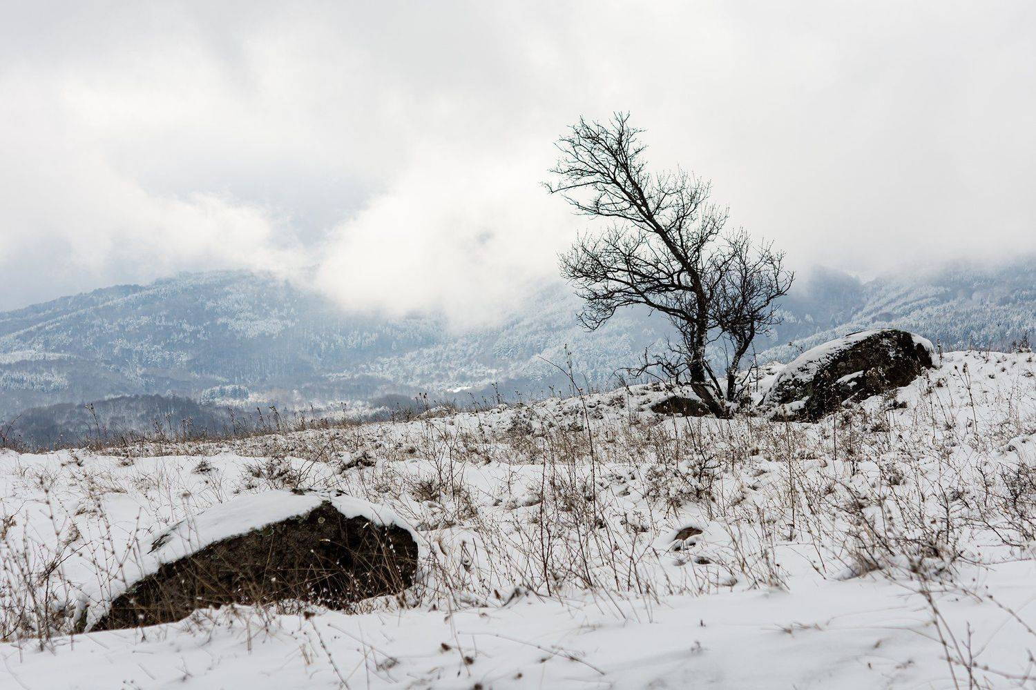 Самотно на хълма. Автор: Светослав Радков , Светослав Радков