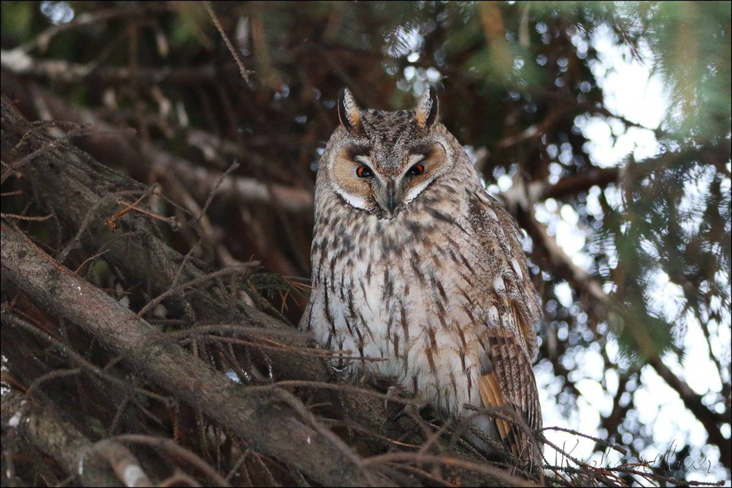 , Ковалевич А.