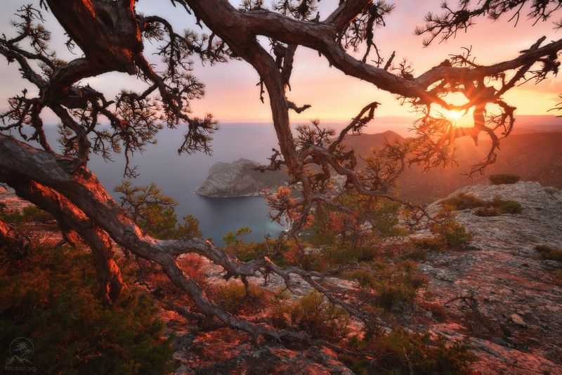 крым, горы, море, дерево Соколphoto preview