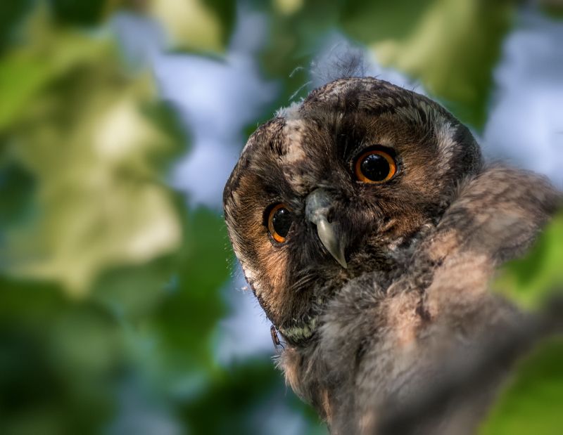 птица, сова, слёток, совёнок ушастой совы. фото превью