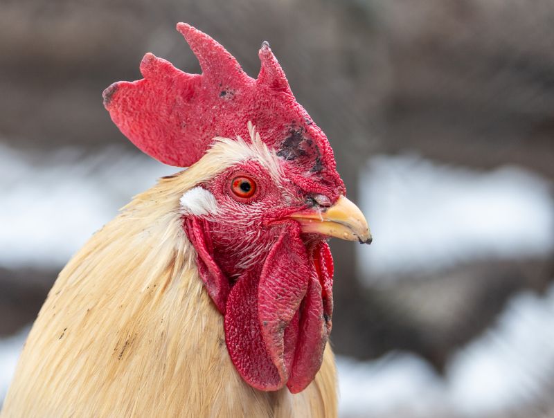 Граф Крякулаphoto preview