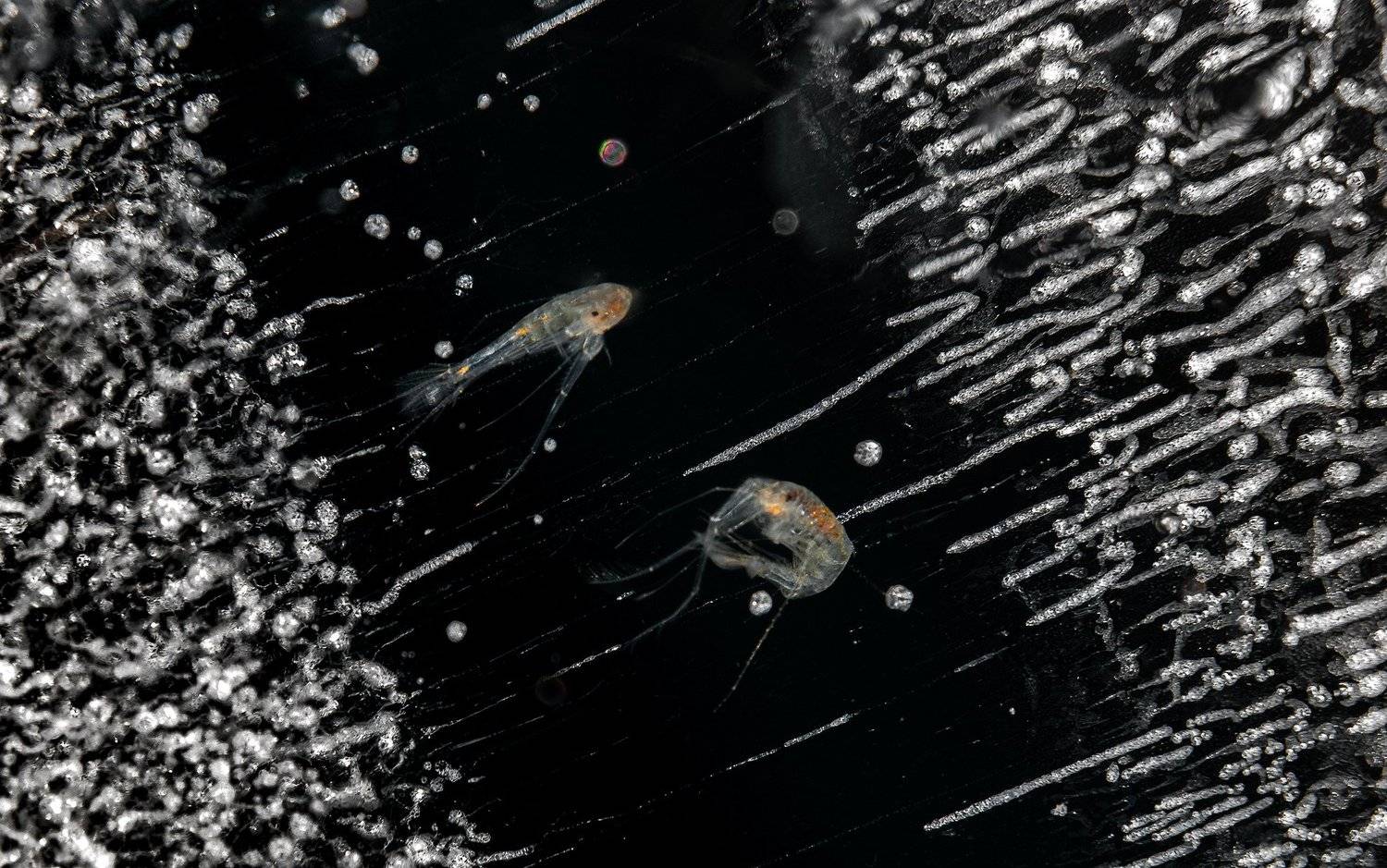 Байкальская эпишура. Автор: Алексей Чекалев зима, вода, лед, рачек эпишура, байкал, Алексей Чекалев