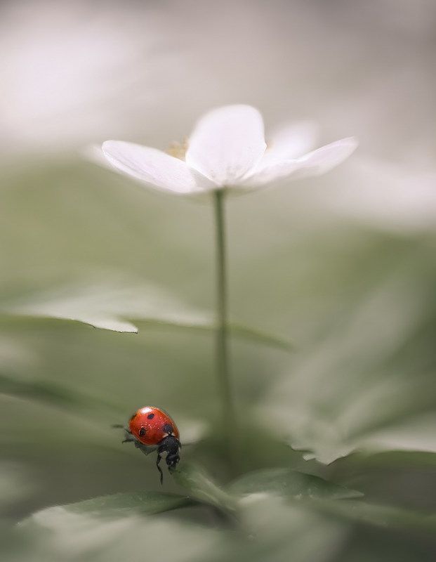 Весна-это новая жизнь.photo preview