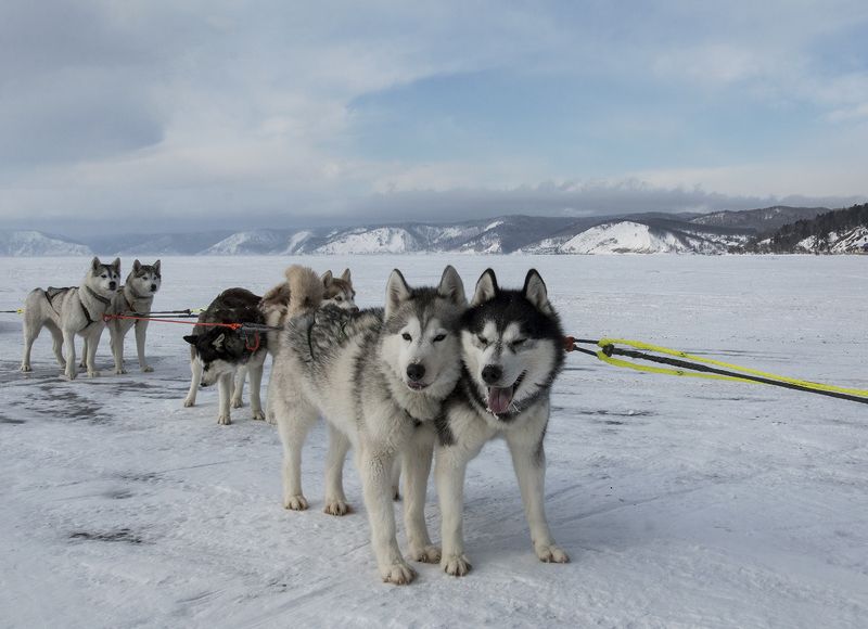 хаски на байкале Хаски фото превью