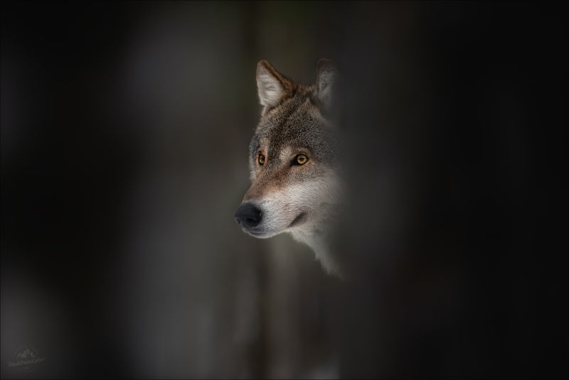 волк, wolf, красная шапочка, беларусь, красный бор, фототур в красный бор, фотоохота, canis lupus,фототур в красный бор, фотоохота в беларуси, фототур на рождество,  red riding hood, серый волк, обыкновенный волк, евразийский волк, европейский волк Час волка ..photo preview