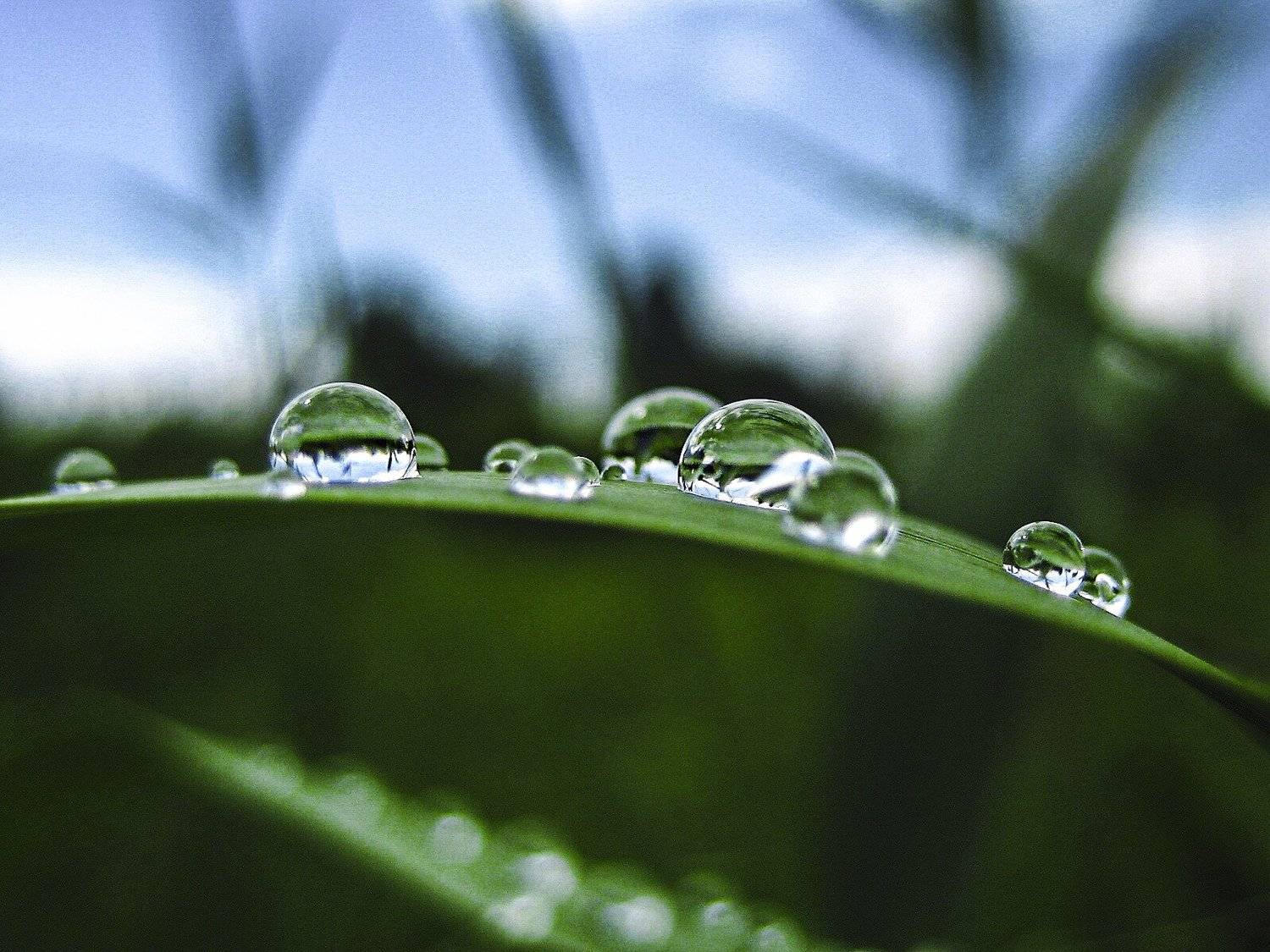 summertime. Автор: Алинция Савельева алинциясавельева, Алинция Савельева