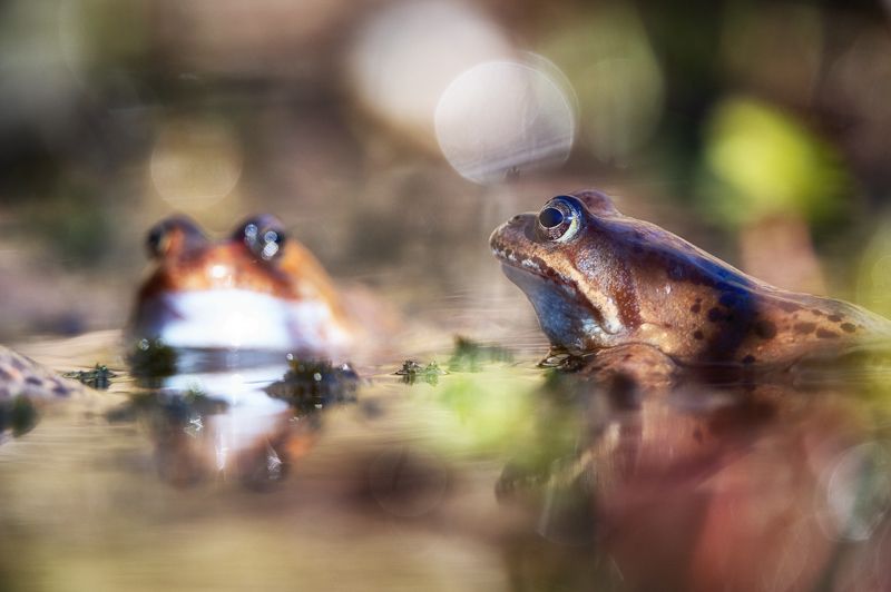 Frogsphoto preview