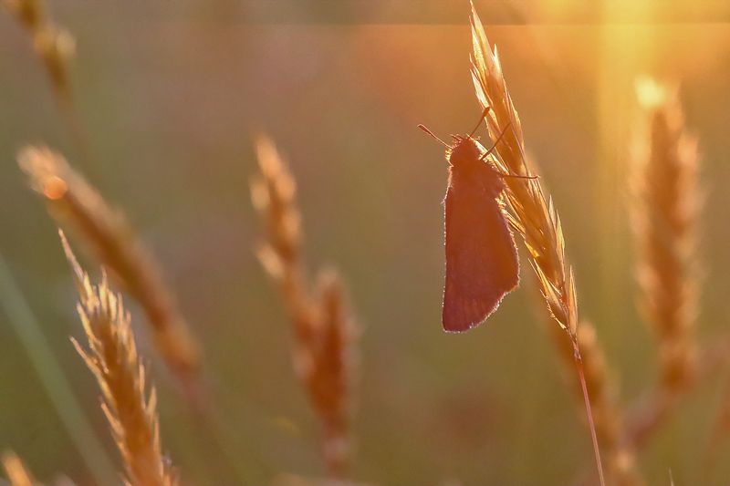 Июльphoto preview