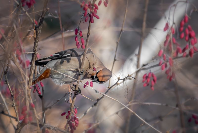 птица, свиристель,  барбарис, зима, февраль, В зарослях барбариса (февраль).photo preview