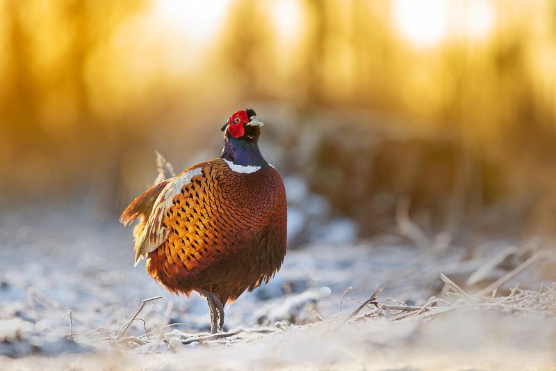 Early springphoto preview