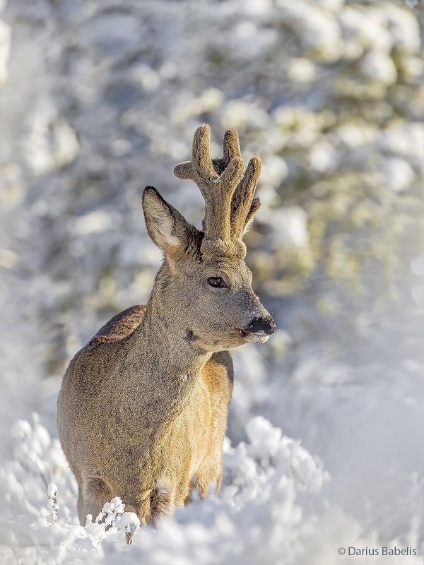 Косулиphoto preview