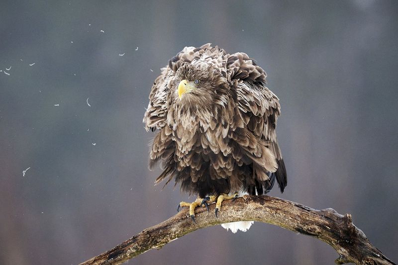 орлан, орлан-белохвост, беларусь, haliaeetus albicilla, white-tailed eagle Сердитая птичкаphoto preview