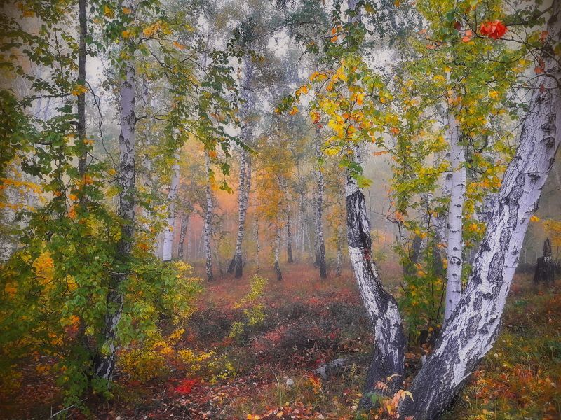 пейзаж,туман,сентябрь,лес Утро, туманphoto preview