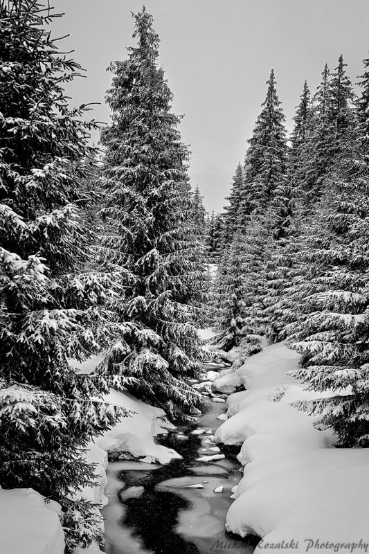 winter, ,season, ,blackandwhite, ,snow, ,landscape, ,trees, ,stream, ,photography Charming snowy winterphoto preview