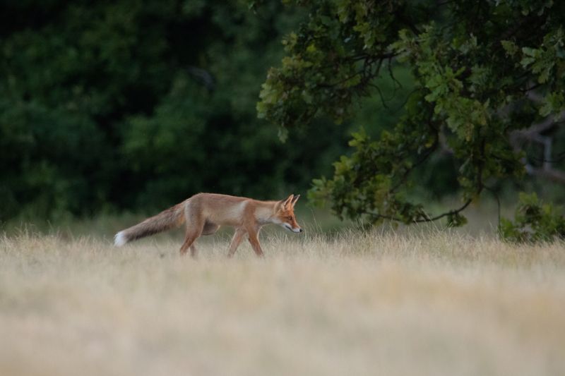 лисица, прироа, лиса, животные На охоту, как на работуphoto preview