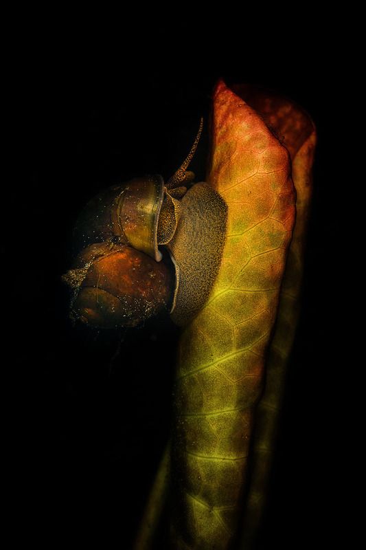 Улитки, подводный мир, кувшинка, цветок, бутон Улиткиphoto preview