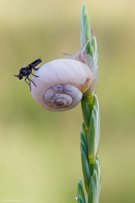 Покатай меня большая черепахаphoto preview