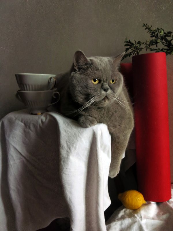 Кот и лимонphoto preview